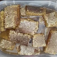 اربا دوشاب رب آلوچه عسل ازگیل مربا|خوردنی و آشامیدنی|رشت, احمد گوراب|دیوار