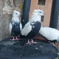 دمی|پرنده|خرم‌آباد, |دیوار