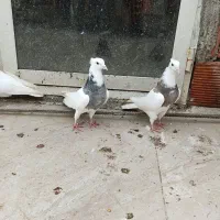 کبوتر طوقی|پرنده|مریوان, |دیوار