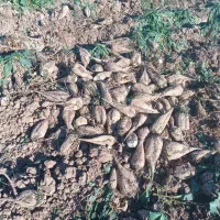 جغندر قند|خوردنی و آشامیدنی|بشاریات, |دیوار