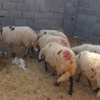 میش