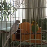 مرغ عشق نر سفید آبی دم بلند بسیار زیبا