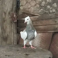 جوجه طوقی..