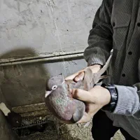 سرخ