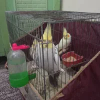 عروس هلندی مولد