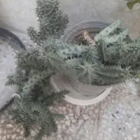 کاکتوس‌های غول پیکر مخصوص تکثیر|گل و گیاه طبیعی|شیراز, پانصد دستگاه ارتش|دیوار