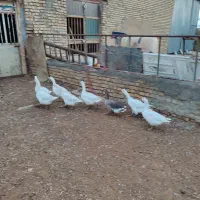 غاز فروشی