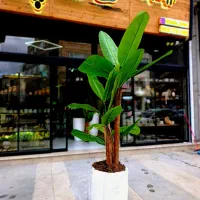 درختچه موز وارداتی نقد و اقساط