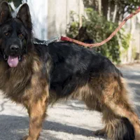 ژرمن شولاین موبلند|سگ|محمدشهر, علی آباد گونه|دیوار