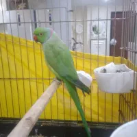 ملنگو|پرنده|تهران, شارق|دیوار