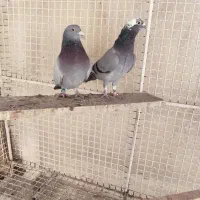 کبوتر پلاکی|پرنده|مسجد سلیمان, |دیوار