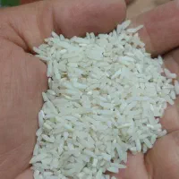 برنج ایرانی سرلاشه