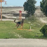 ژرمن ورک شیب دار نر