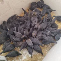 مرغ وخروس محلی