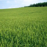 فروش-زمین-قره-تپه-مناسب-سرمایه-گذاری