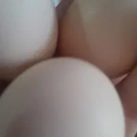 تخم مرغ محلی|خوردنی و آشامیدنی|نورآباد ممسنی, |دیوار