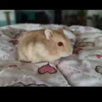 واگذاری رایگان همستر