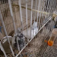 کفتر پرشی|پرنده|یزد, |دیوار