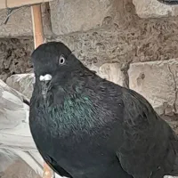 کبوتر گمشده