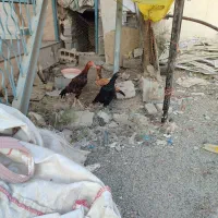 مرغ خروس|حیوانات مزرعه|ری, شهرک نظامی|دیوار