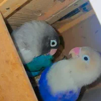 عروس هلندی طوطی برزیلی|پرنده|چهارباغ, |دیوار