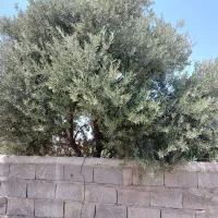 زمین گیلان رشت/ و فروش باغ زیتون شمال(لوشان) ویلا|فروش زمین و ملک کلنگی|چهاردانگه (تهران), |دیوار