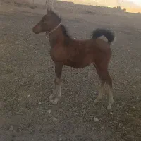 کره اسب و مادیان