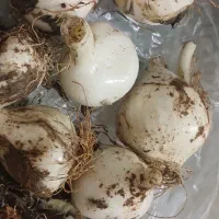 موسیر/موسیر تازه اشترانکوه
