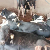 فروش گوساله چاق