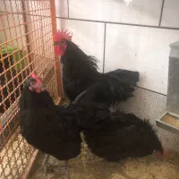 مرغ و خروس استرالوپ|حیوانات مزرعه|خمینیشهر, |دیوار