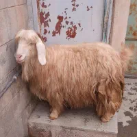 بزه جوانه
