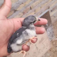 جوجه مرغ فروشی
