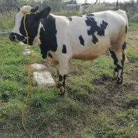 ورزا سیمنتال