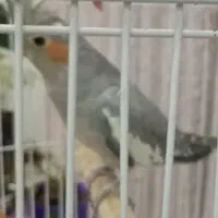 عروس هلندی|پرنده|صباشهر, |دیوار