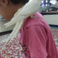 طوطی دستی|پرنده|دهدشت, |دیوار