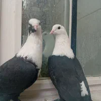 کفتر کلسفید