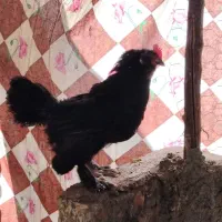 مرغ و خروس مرندی،گلین و برهما|حیوانات مزرعه|خمینی‌شهر, |دیوار