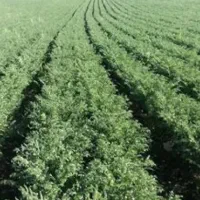 بذر نخود پاییزه رقم گوکسو|حراج|ایوان, |دیوار