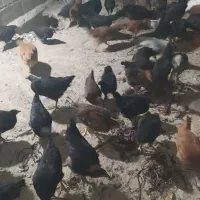 خروس بومی|حیوانات مزرعه|ابریشم, |دیوار