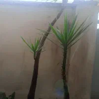 گیاه یوکا ۴متری