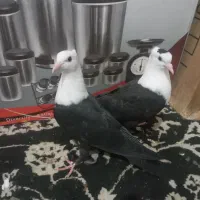 یک جفت جوجه کل سفید کلایی عروسک