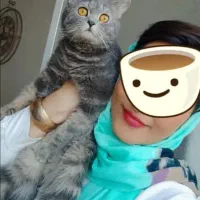 گربه بسیار زیبا مودب و همه چیزتمام|گربه|ارومیه, |دیوار