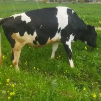 گاو اول شکم