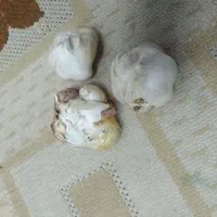 میکس دل دیسکس|ماهی|کرج, اخگرآباد|دیوار