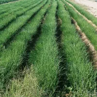 پنج کیلو نهال مینروا ارژانتینی