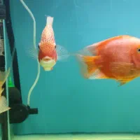 پرت کینگ باسوروم رد اسپات