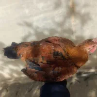 خروس لری|حیوانات مزرعه|خمینی‌شهر, |دیوار