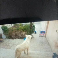 سگ هاسکی|حیوانات|شاندیز, |دیوار