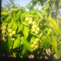 نهال گردو درخت