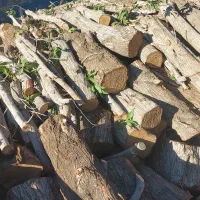 خریدوبرش انواع چوب درختهای باغی و جنگلی